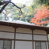 もみじ林