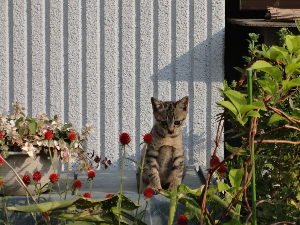 考える猫