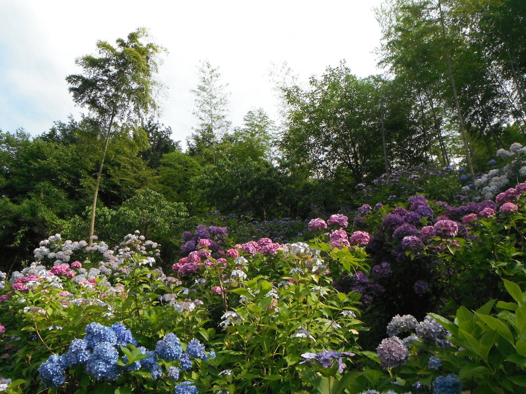 紫陽花山