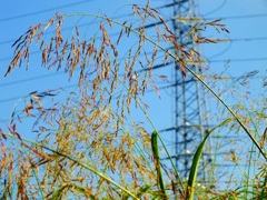 夏の暑さにも負けず