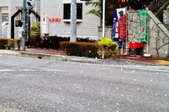 桜吹雪