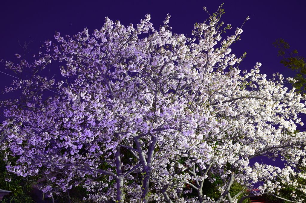 Cherry Blossom