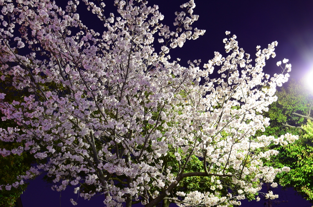 Cherry Blossom