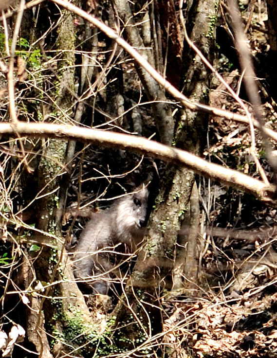 特徴のある隠れ方は？