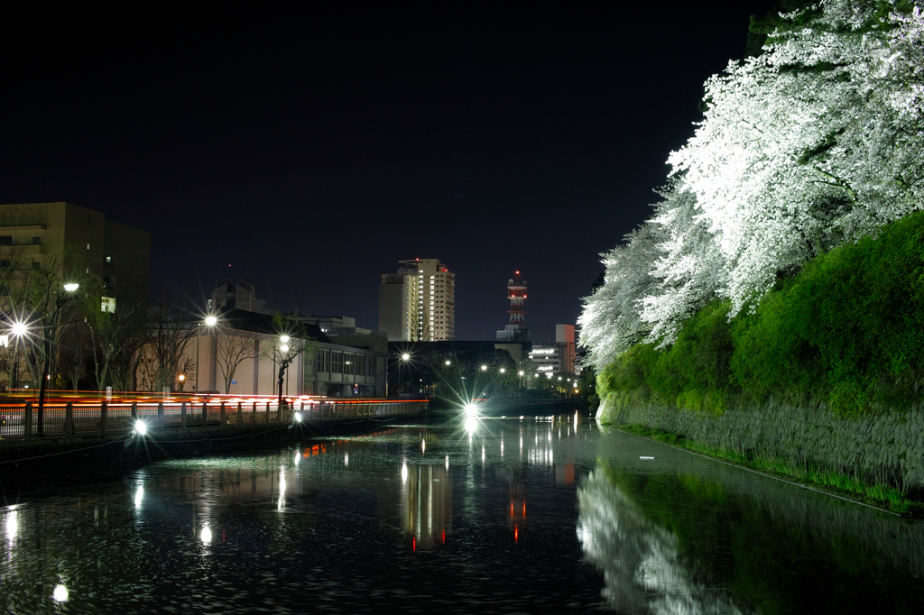 夜桜