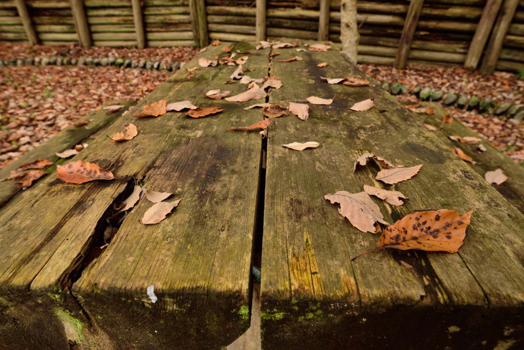 落葉