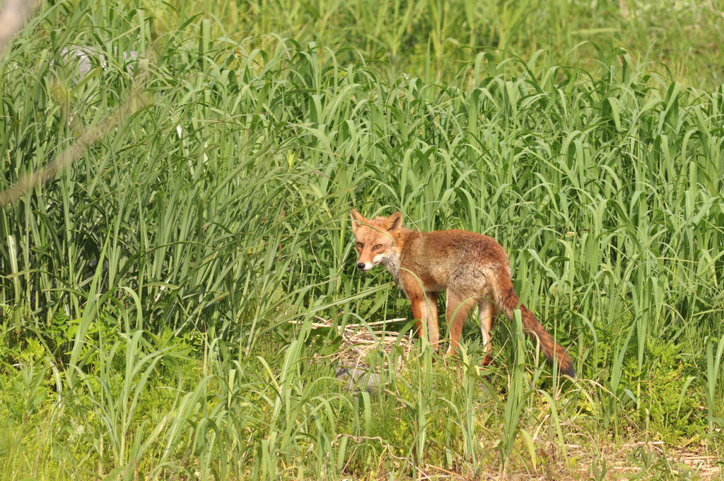 野狐