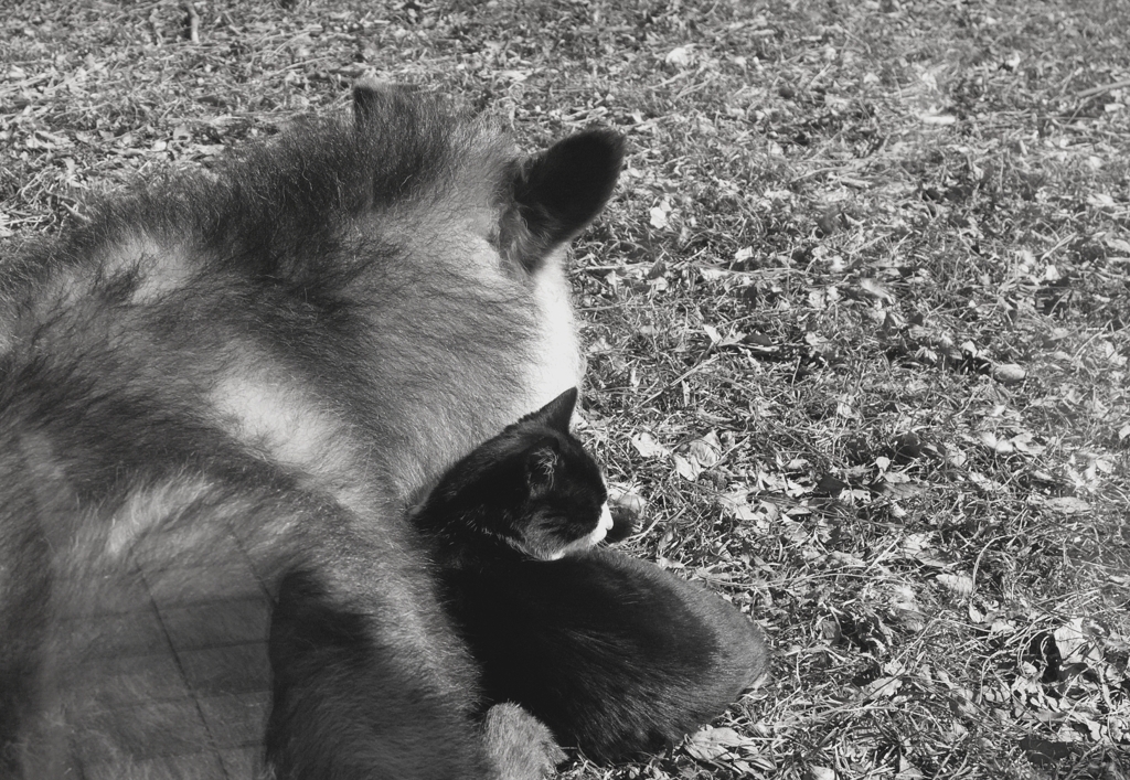 おじゃましてますにゃん