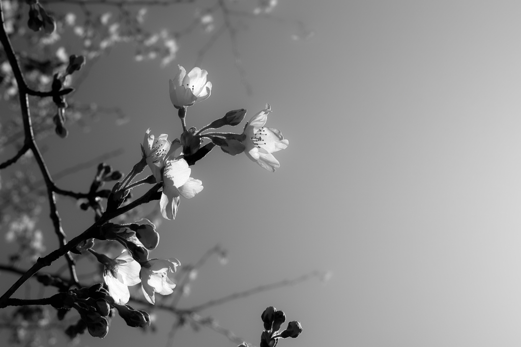 サイタ、サイタ、