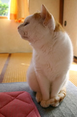 あっち向いて左！