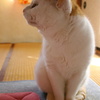 あっち向いて左！