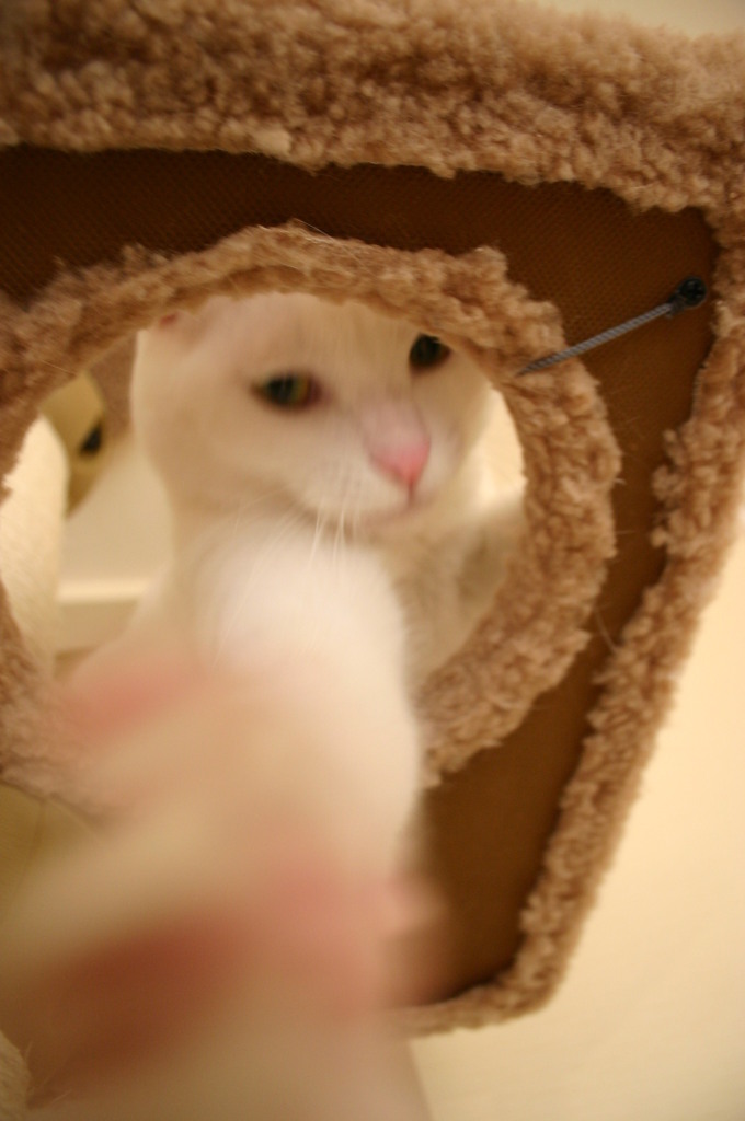 びんた