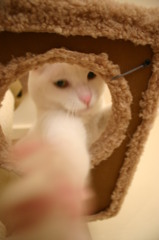 びんた