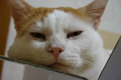 なに見てんだい