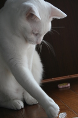 興味アリ