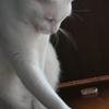 興味アリ