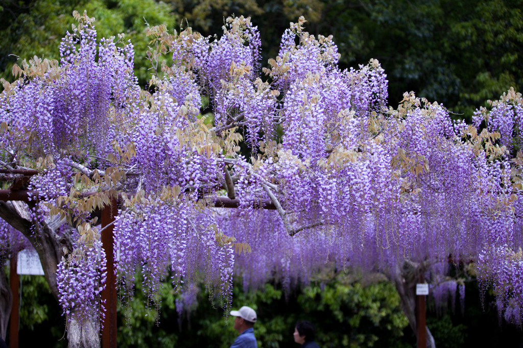 藤公園