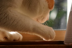 捕まえ・・っ！