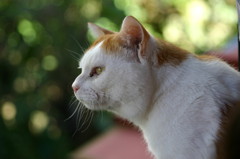 その猫、凶暴につき