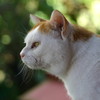 その猫、凶暴につき