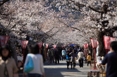 桜トンネル