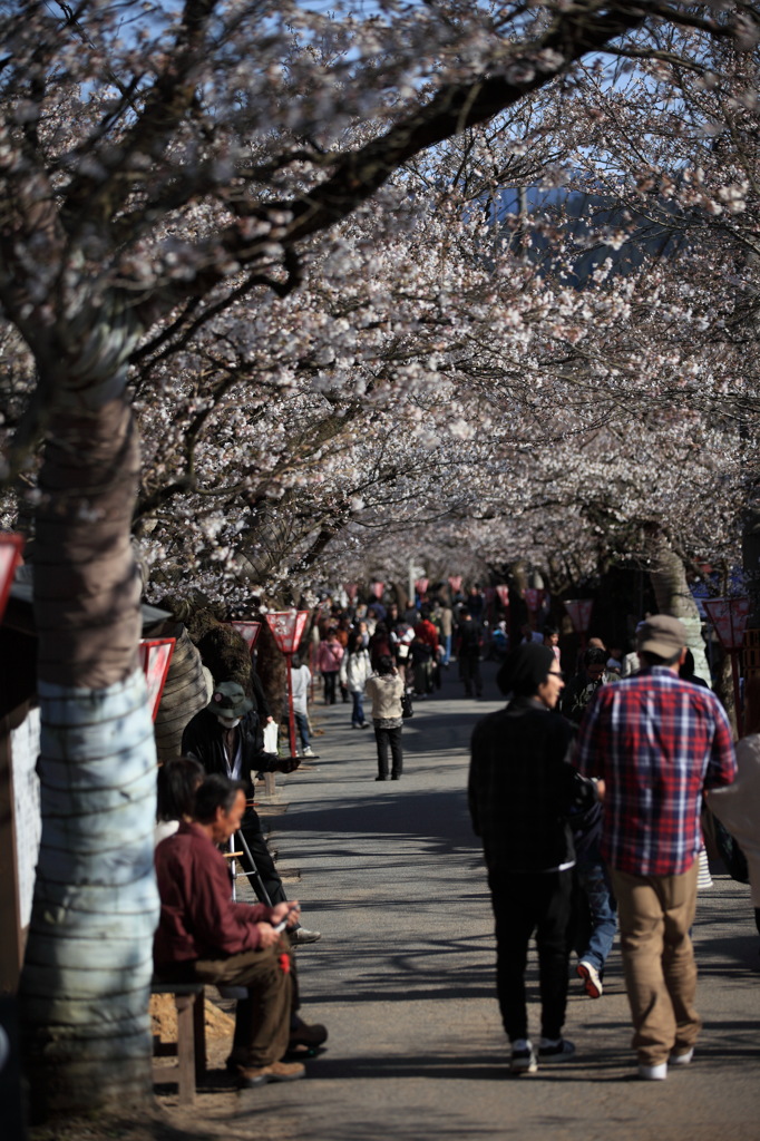 桜の木の下