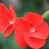 赤花