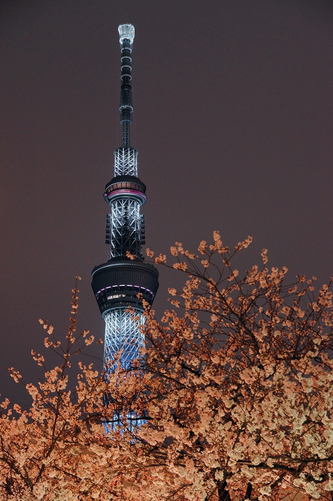 夜景 (134)