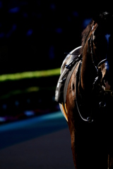 東京競馬場パドックより