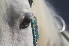 ばんえい競馬