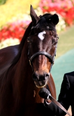 2010年 シンボリルドルフが府中競馬場に来たとき