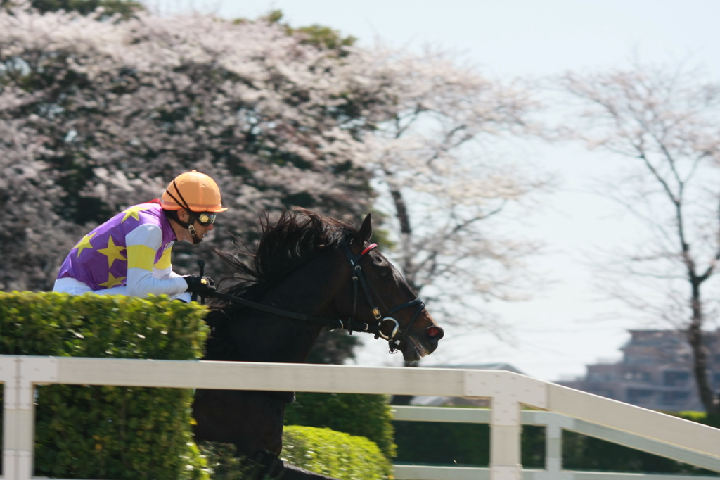 2012年4月8日中山競馬場