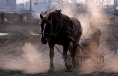 2011年ばんえい競馬の朝調教