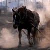 2011年ばんえい競馬の朝調教