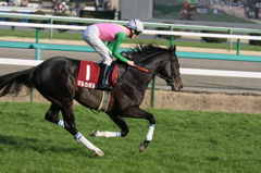 2011年中山記念 マルカボルト