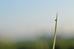 ひと雫