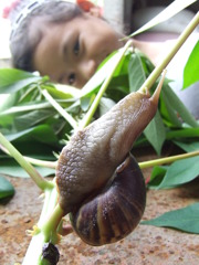 アフリカマイマイ