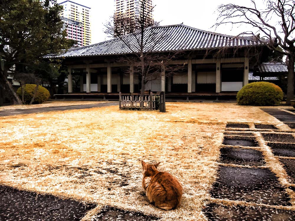 天王寺と猫