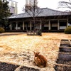 天王寺と猫