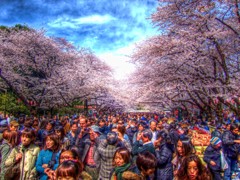 桜か人か