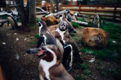 フリムキ・ペンギン
