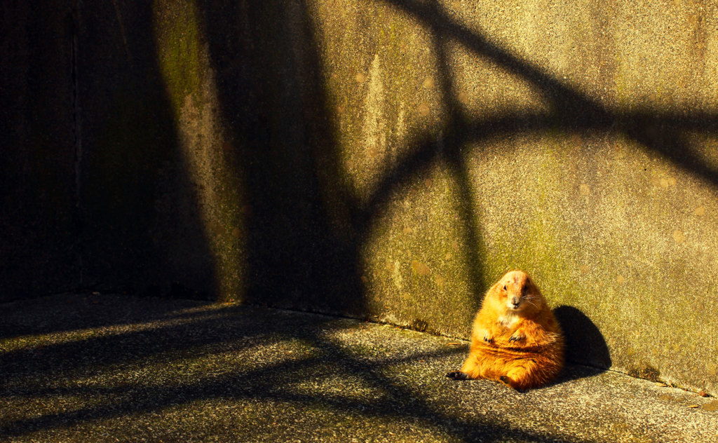 日向ぼっこ