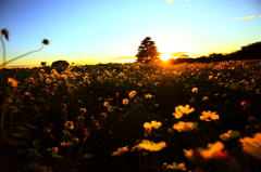 夕暮れ