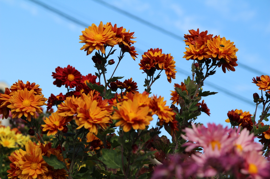 flowers