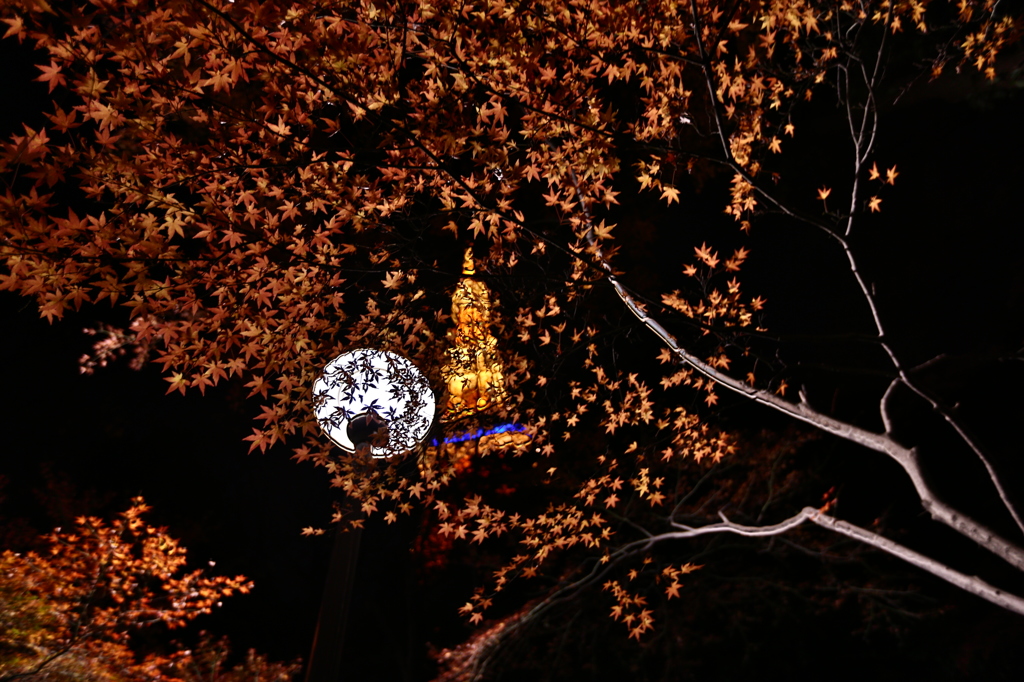 東京タワーと紅葉