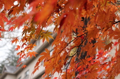 紅葉その１