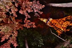 東京タワーと紅葉３