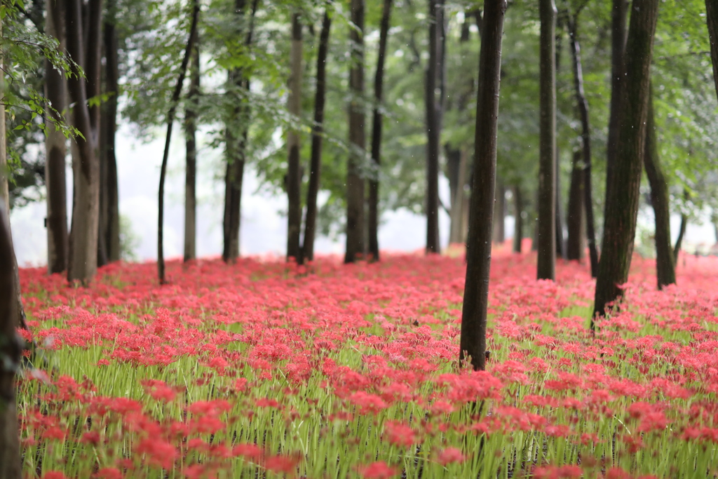 紅絨毯