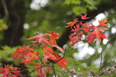 東照宮の紅葉