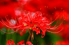 曼珠沙華